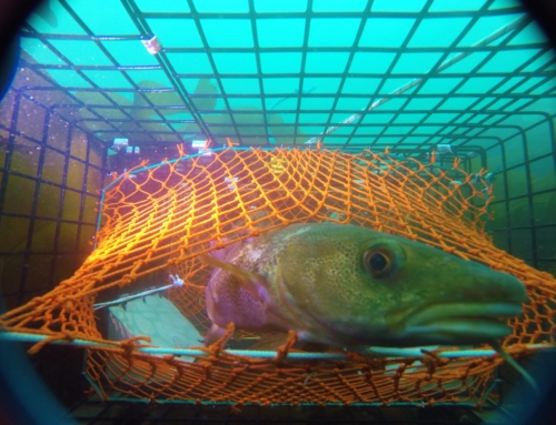 BYCATCH MONITORING