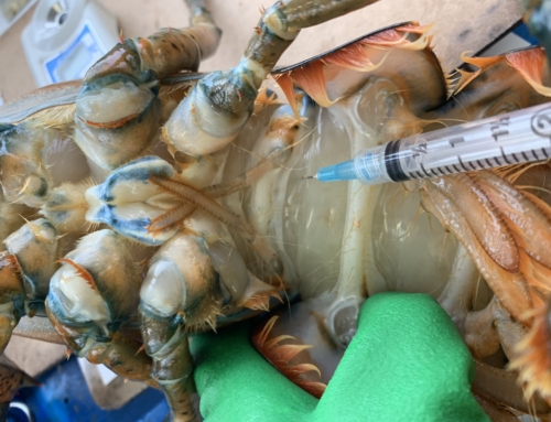ATLANTIC LOBSTER MOULT AND QUALITY SURVEY (ALMQ)