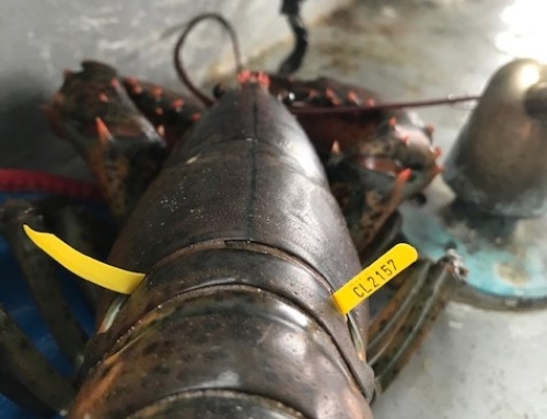 LOBSTER TAGGING PROGRAM